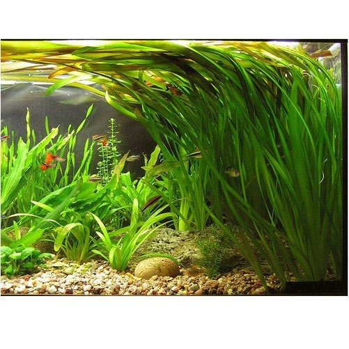 Vallisneria_1
