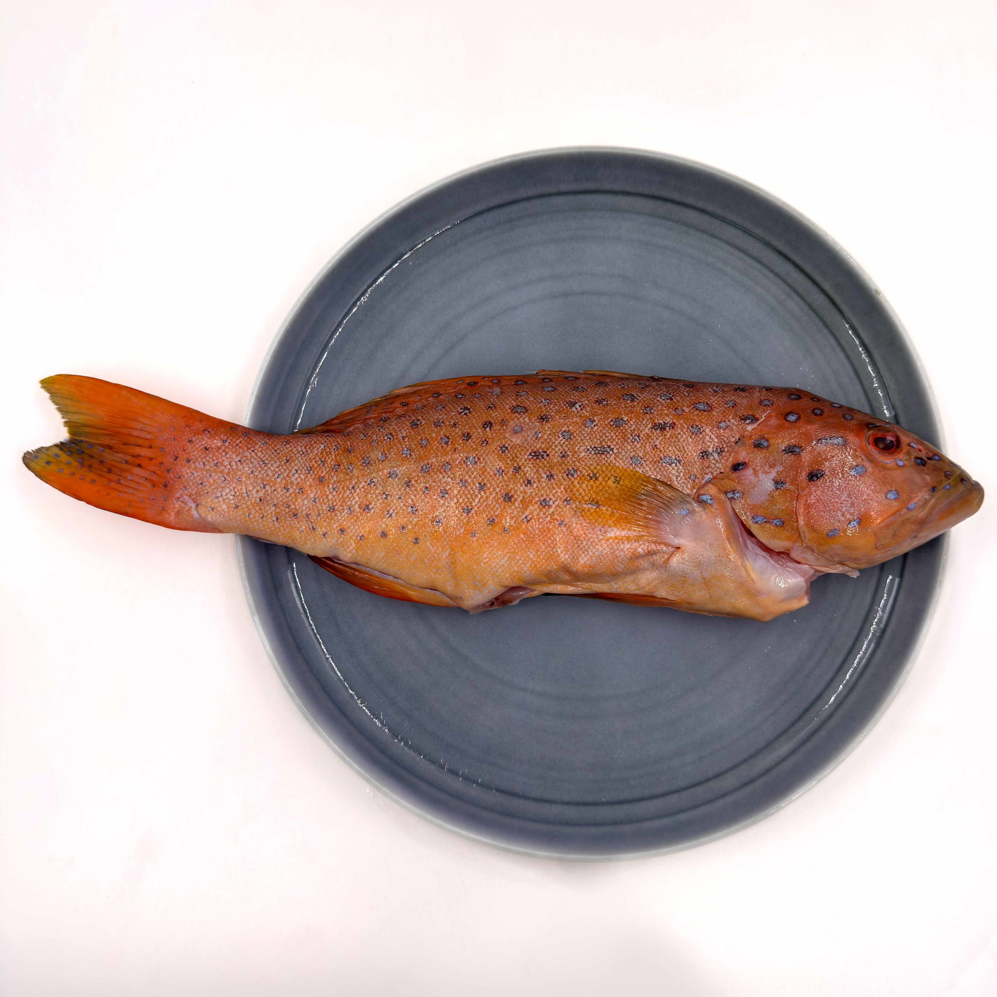 Wild Caught Red Grouper Gutted/butterfly 650G_2