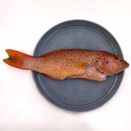 Wild Caught Red Grouper Gutted/butterfly 650G