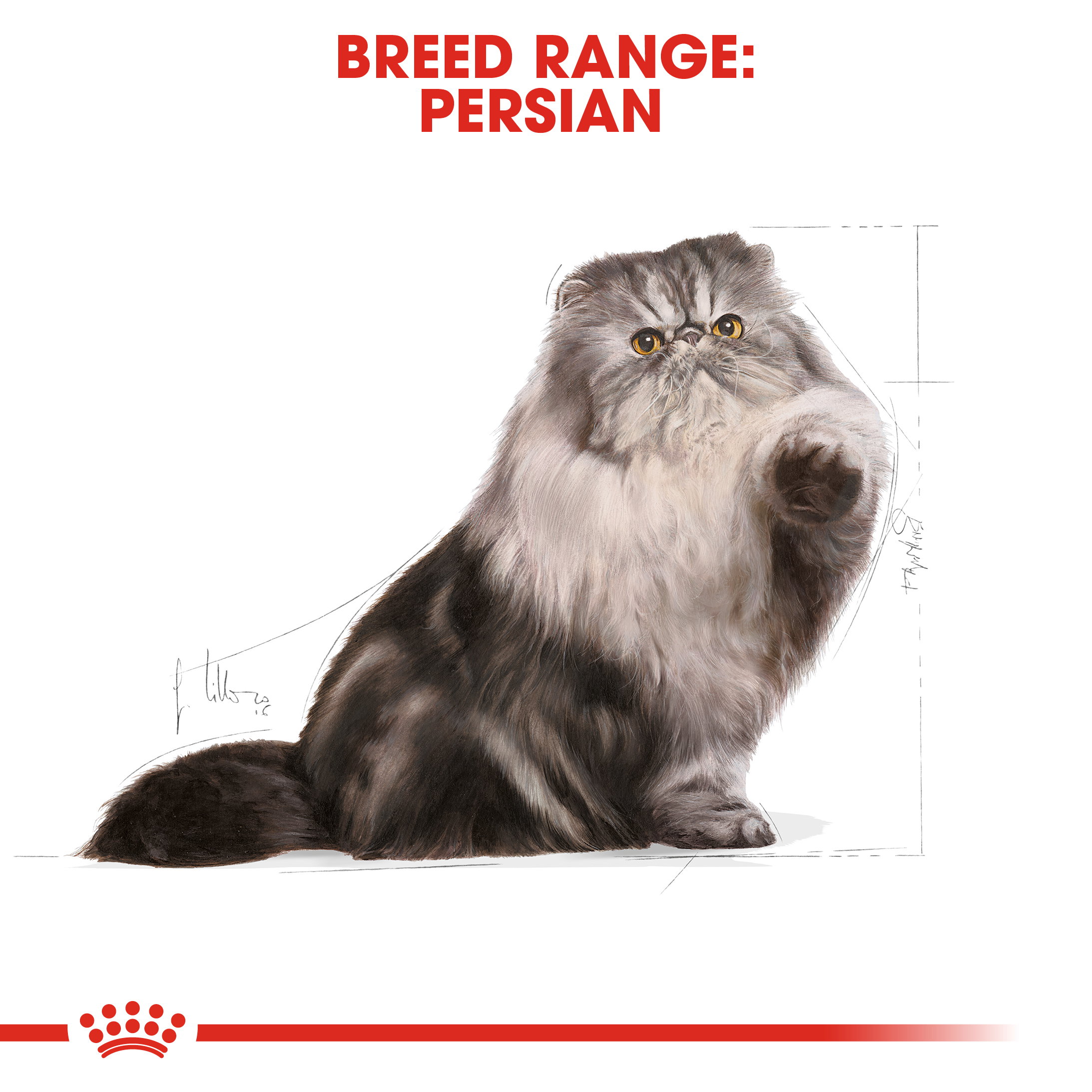Royal Canin Persian Adult_1