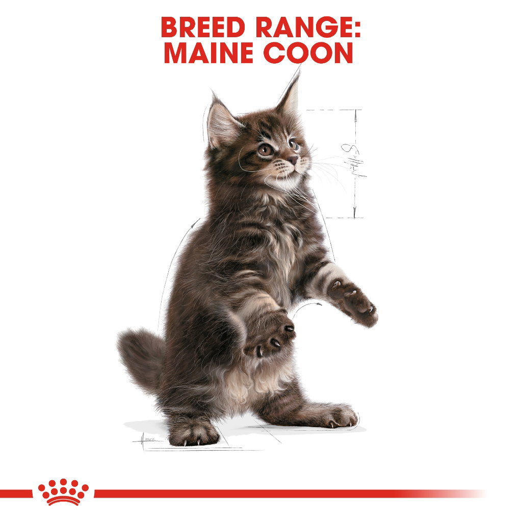Royal Canin Maine Coon Kitten_1