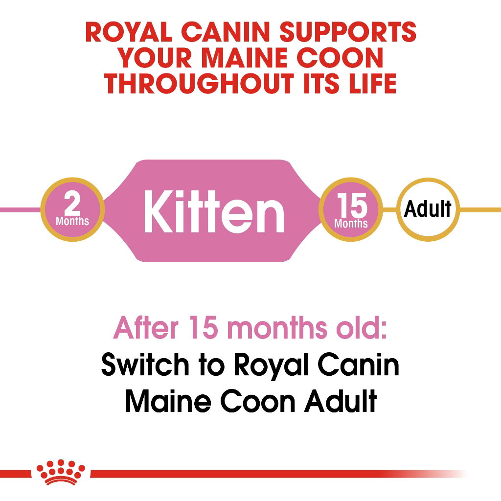 Royal Canin Maine Coon Kitten_3