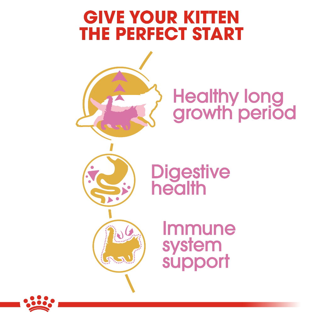 Royal Canin Maine Coon Kitten_4