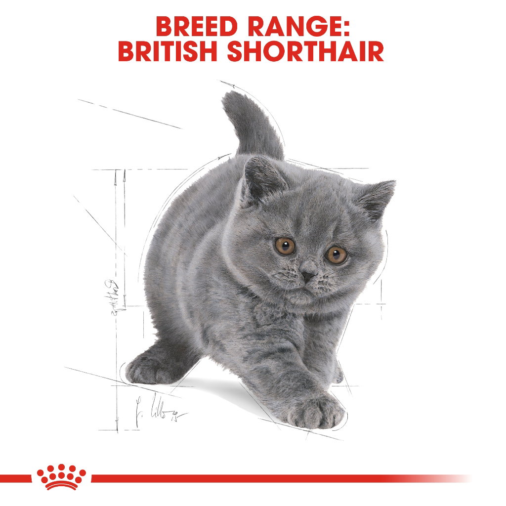 Royal Canin British Shorthair Kitten_1