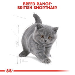 Royal Canin British Shorthair Kitten