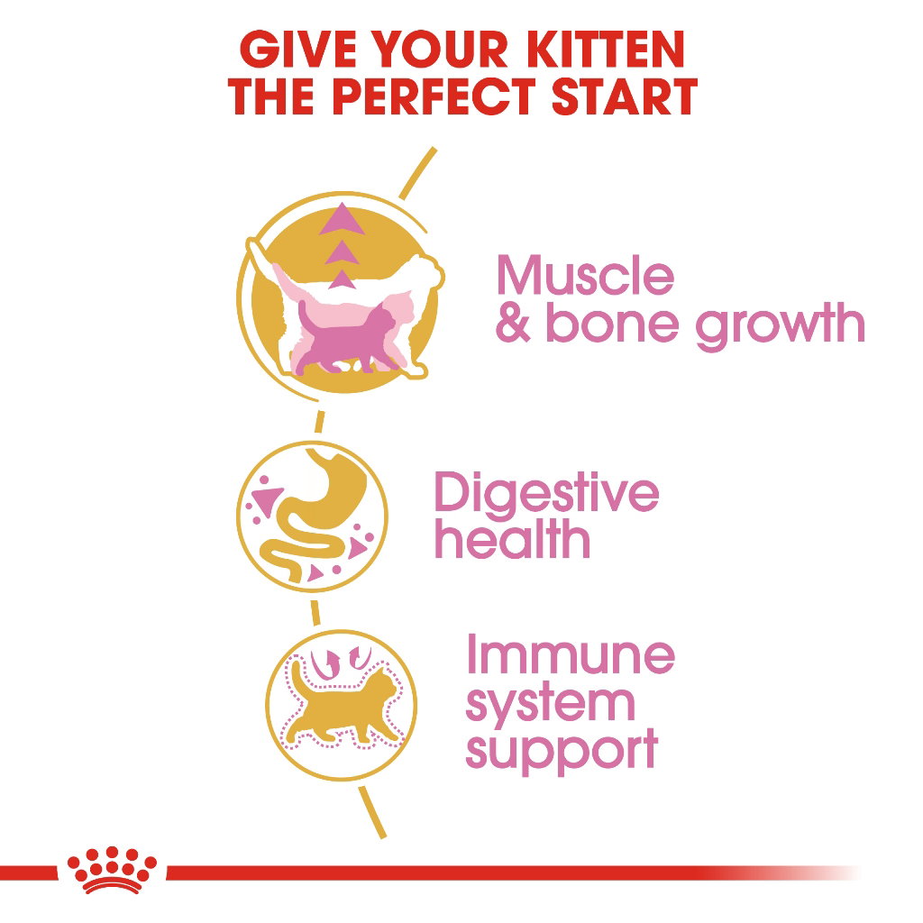 Royal Canin British Shorthair Kitten_4