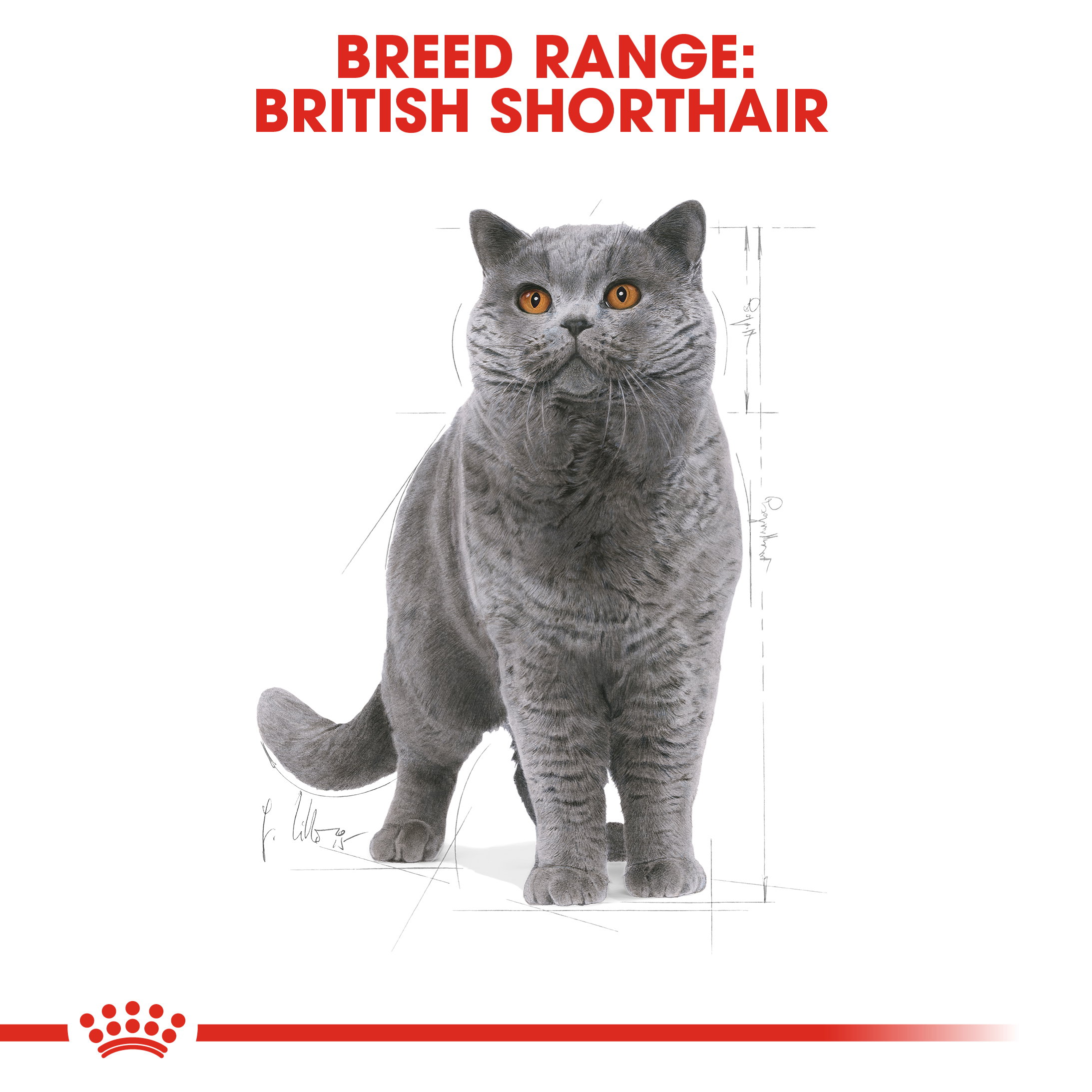 Royal Canin British Shorthair Adult_1