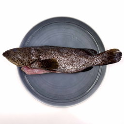 Wild Caught Orange Spotted Grouper Gutted/butterfly 650G