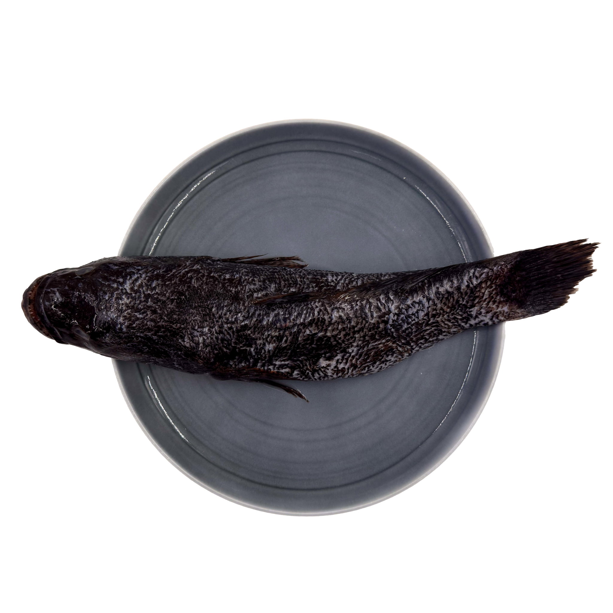 Wild Caught Marble Goby Gutted/butterfly 650G_2
