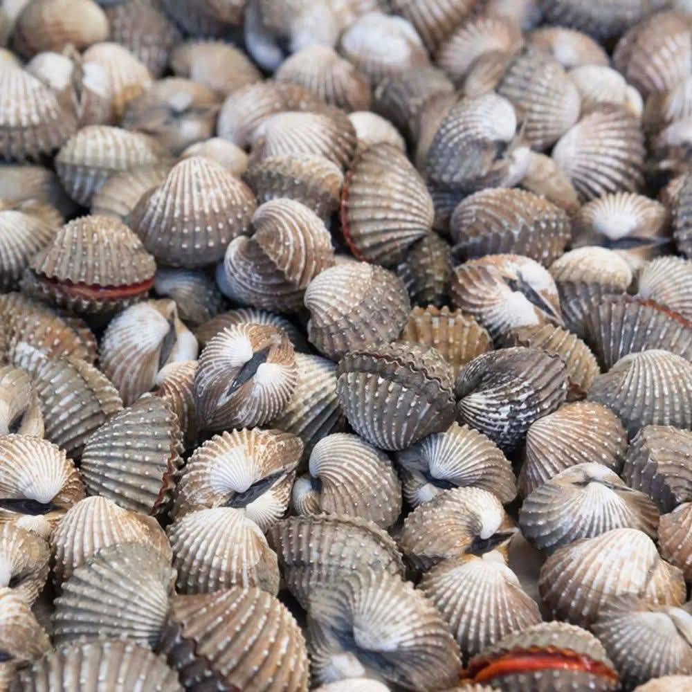 Kerang_1