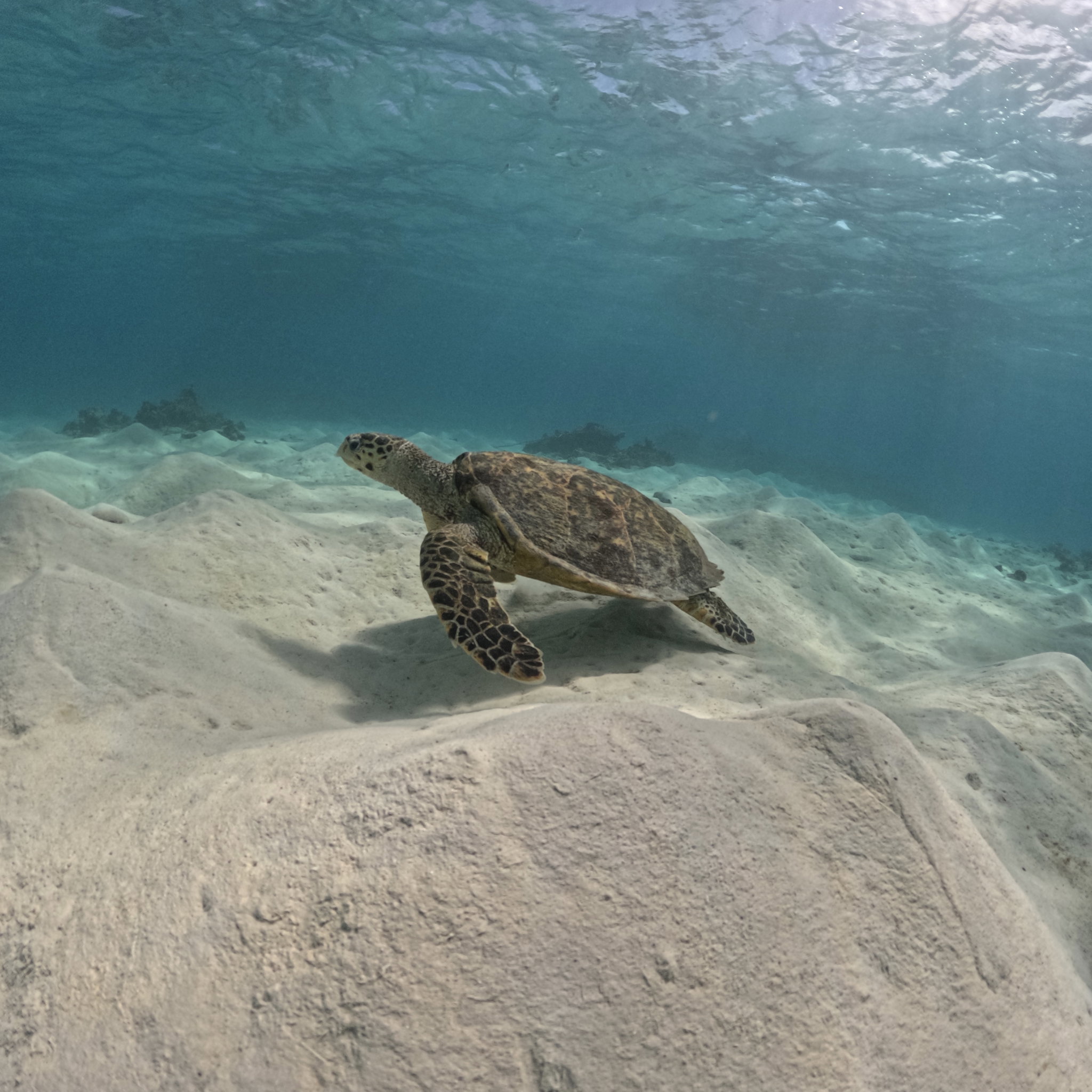 Sea Safari: meet Donatella, 4 hours_0