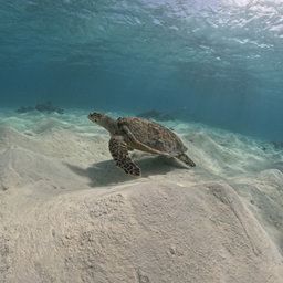 Sea Safari: meet Donatella, 4 hours