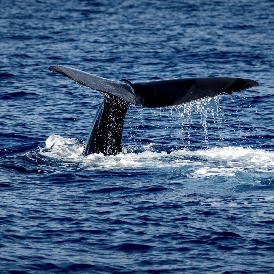 Whale observation only, 4 hours_0