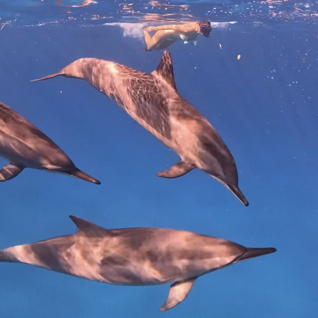 Dolphins, turtles and reef snorkeling, 3 hours 