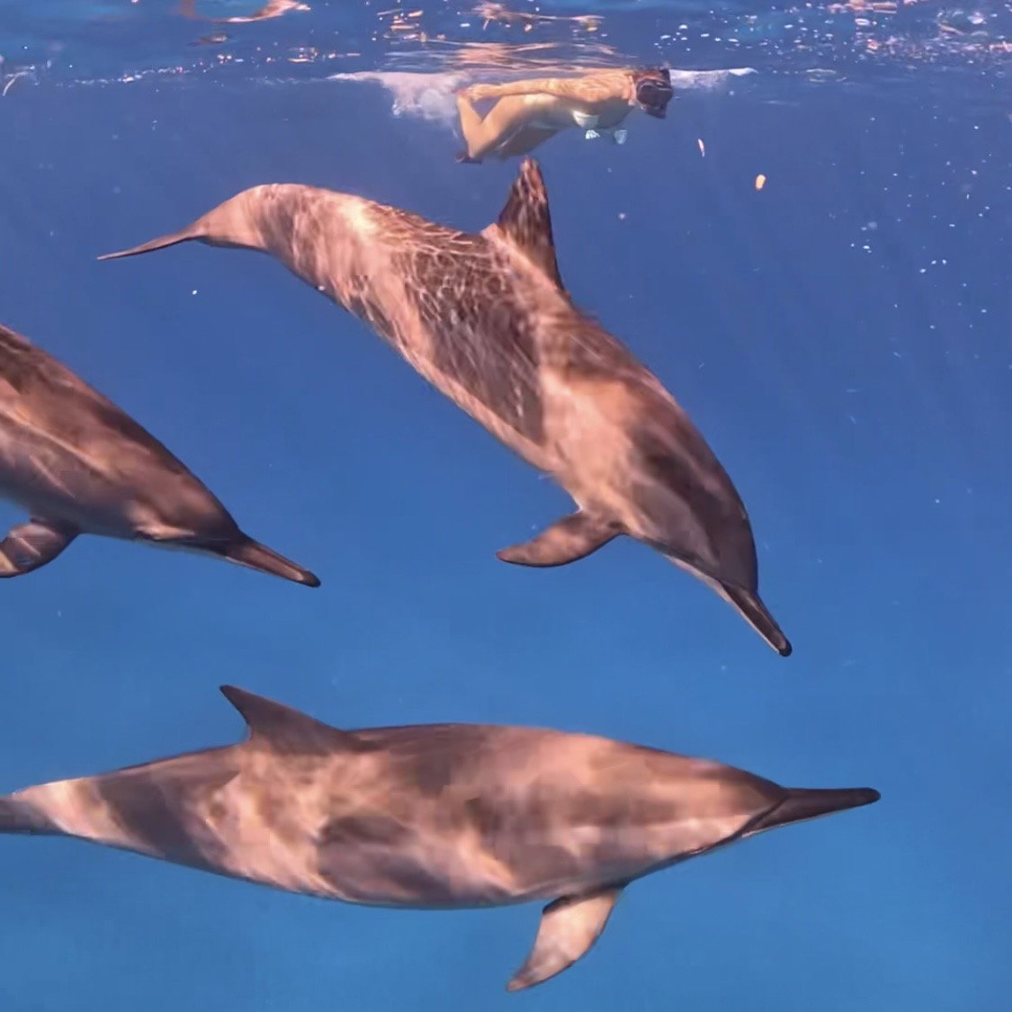 Dolphins, turtles and reef snorkeling, 3 hours _0