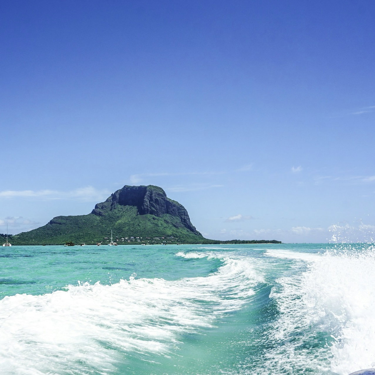 Full day trip with lunch (whales, dolphins), 8 hours
