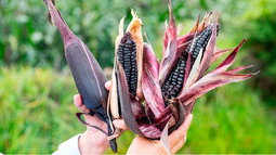 PERUVIAN PURPLE CORN SEEDS x 15 seeds