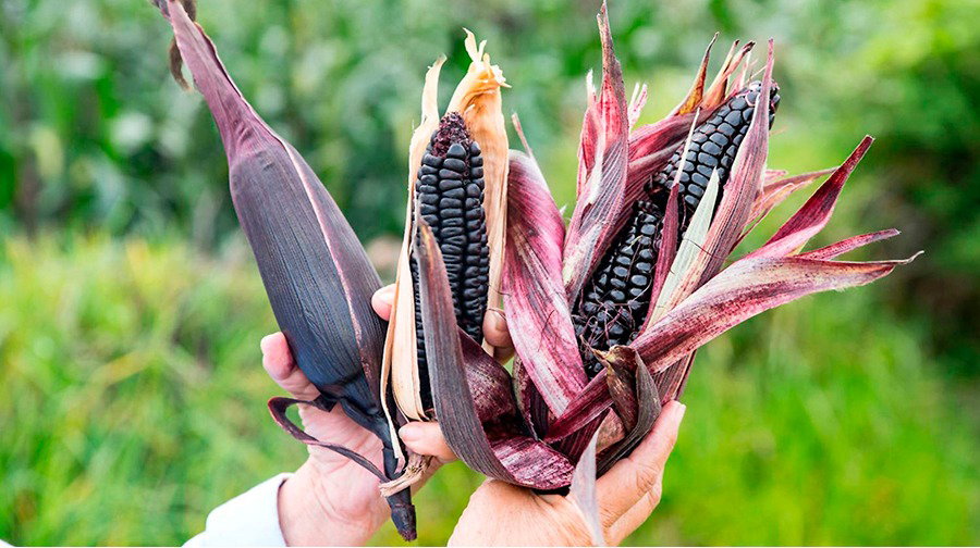 PERUVIAN PURPLE CORN SEEDS x 15 seeds_1