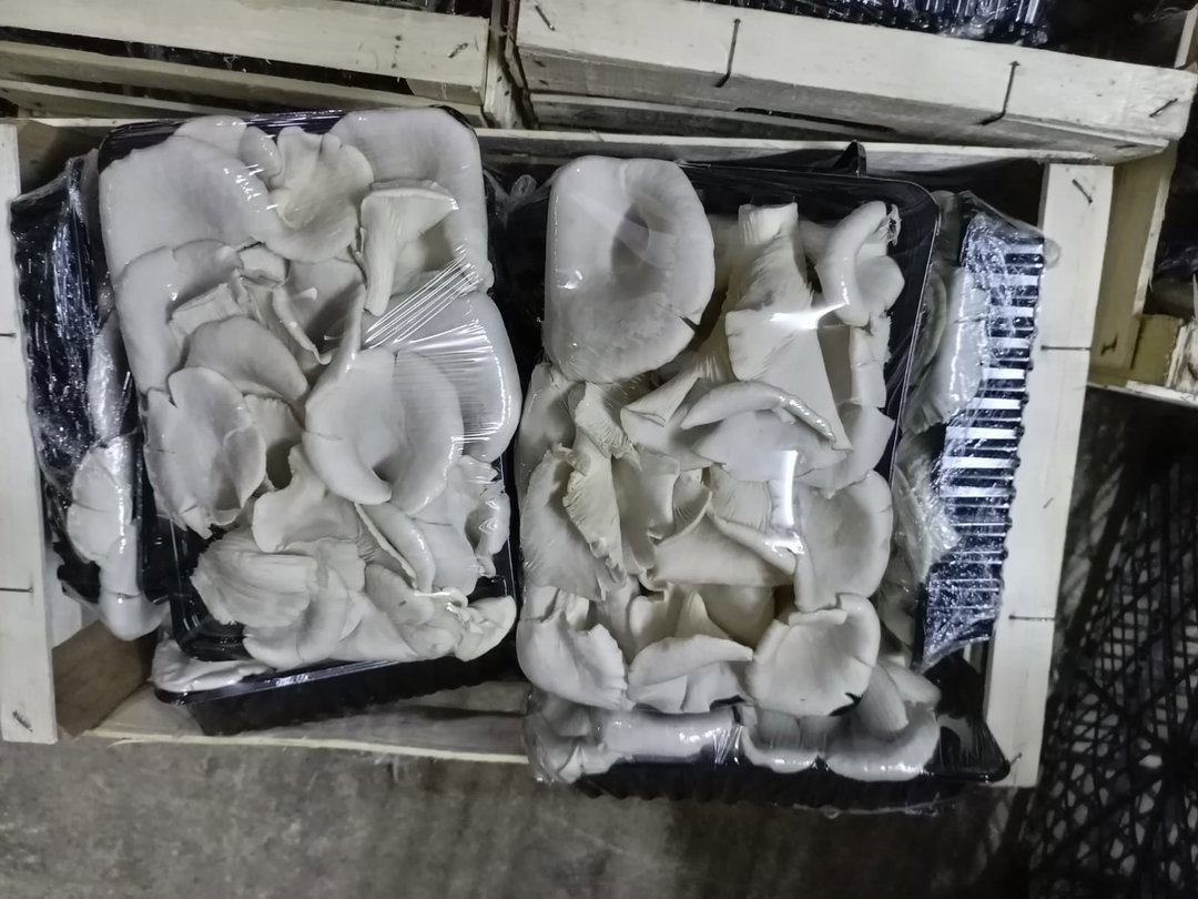 mushroom