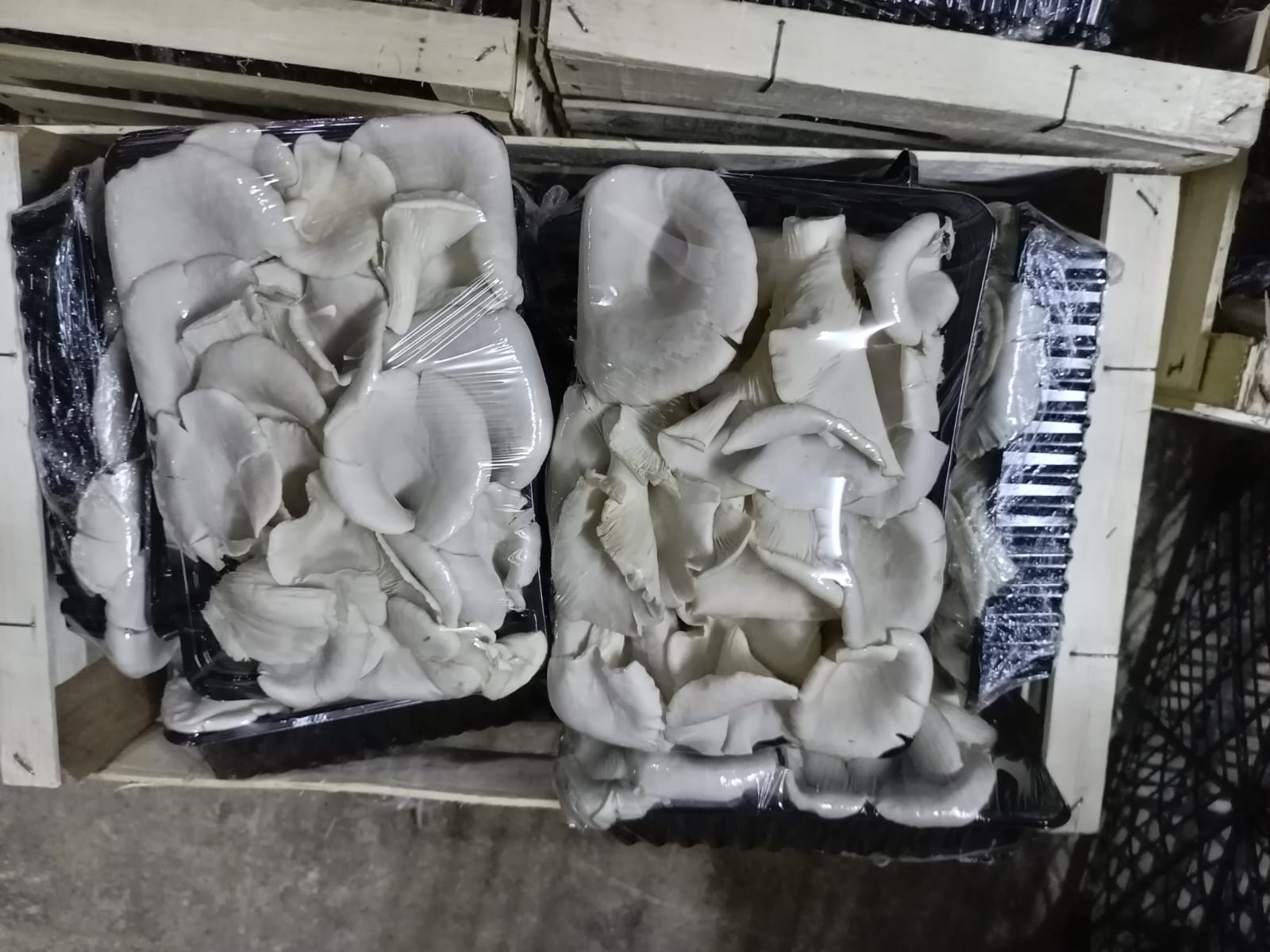 mushroom_0
