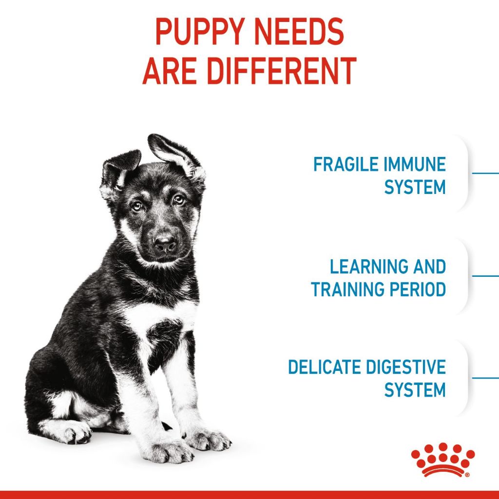 Royal Canin Maxi Puppy_3