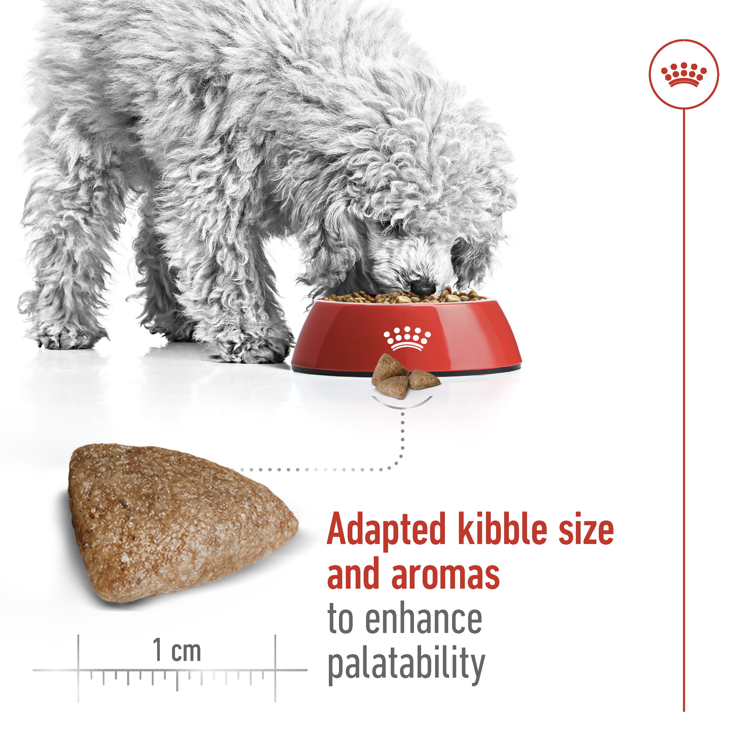 Royal Canin Mini Indoor Adult_4