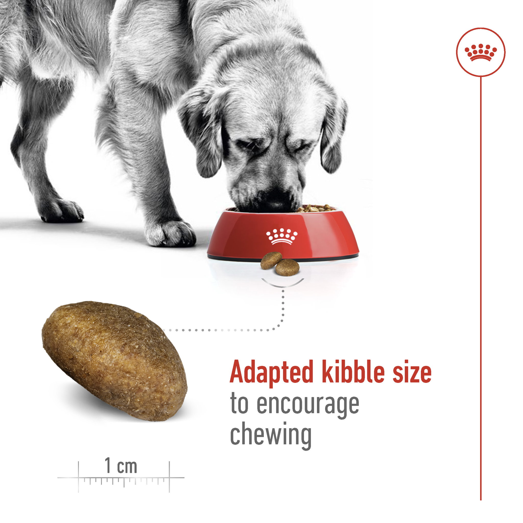 Royal Canin Maxi Adult_4