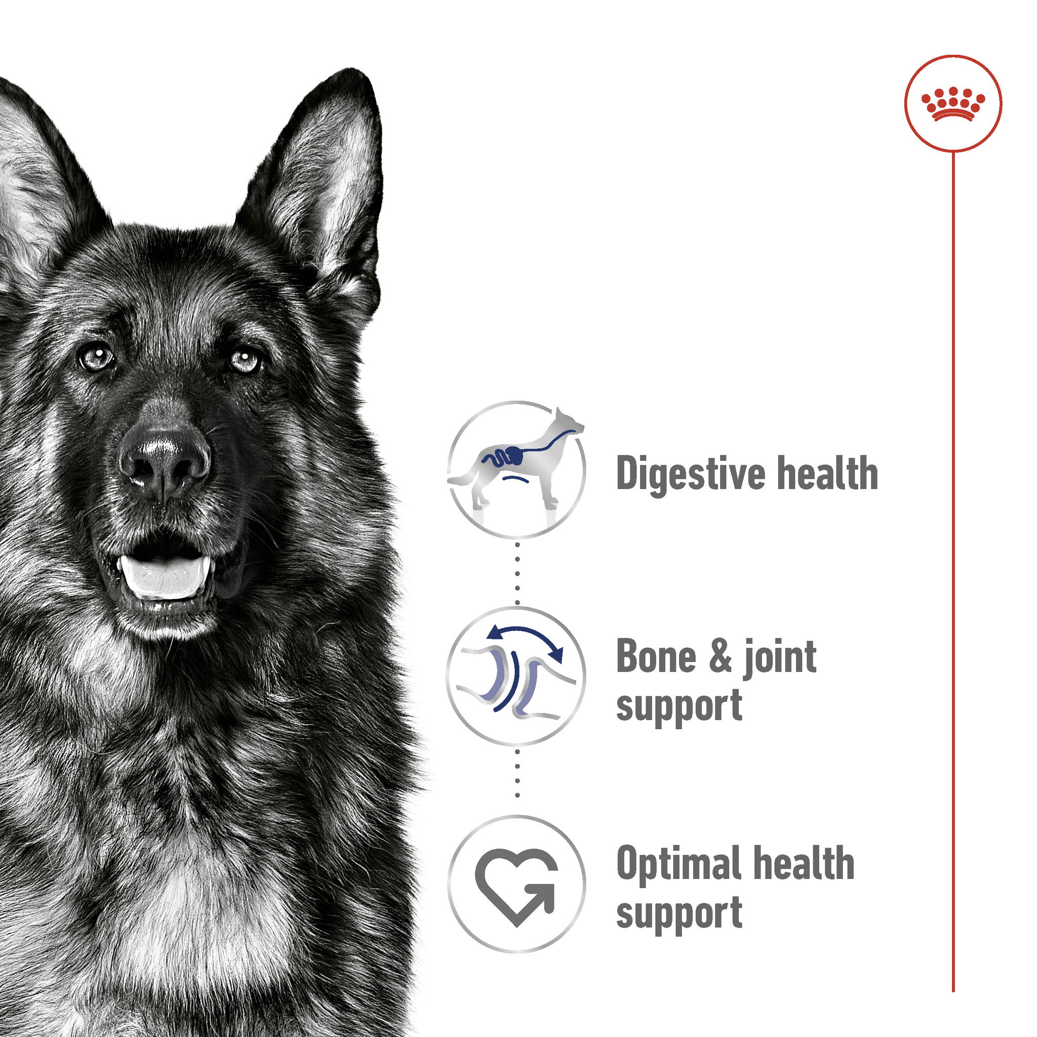 Royal Canin Maxi Adult_2