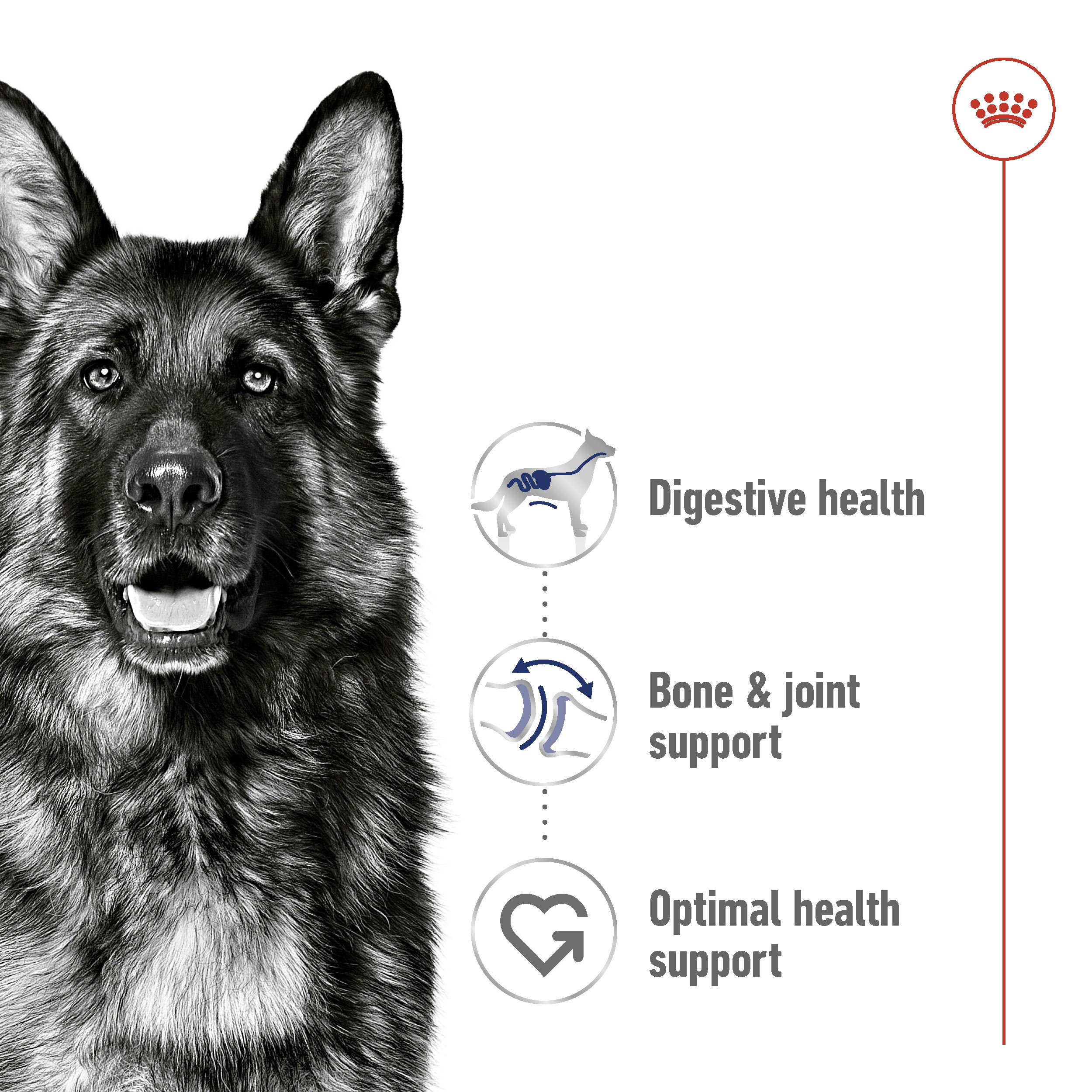 Royal Canin Maxi Adult_2