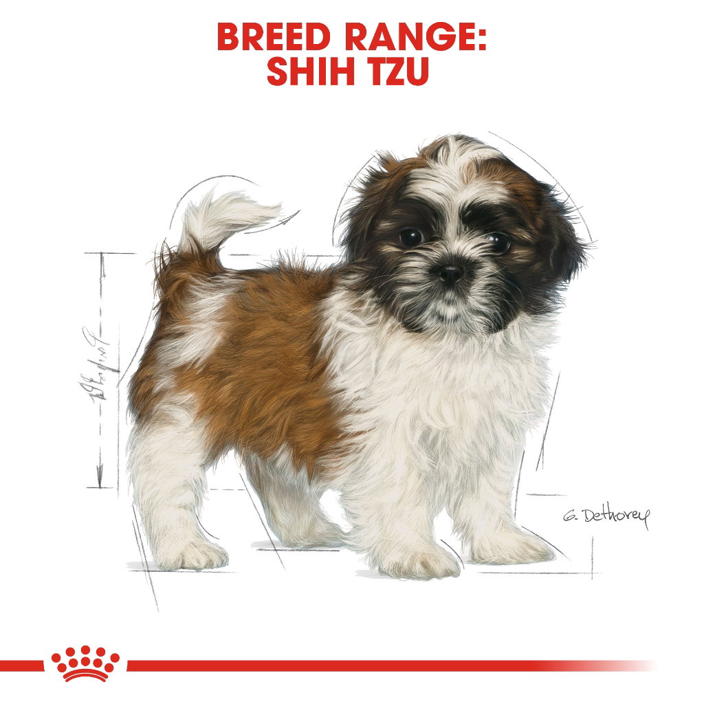 Royal Canin Shih Tzu Puppy _1