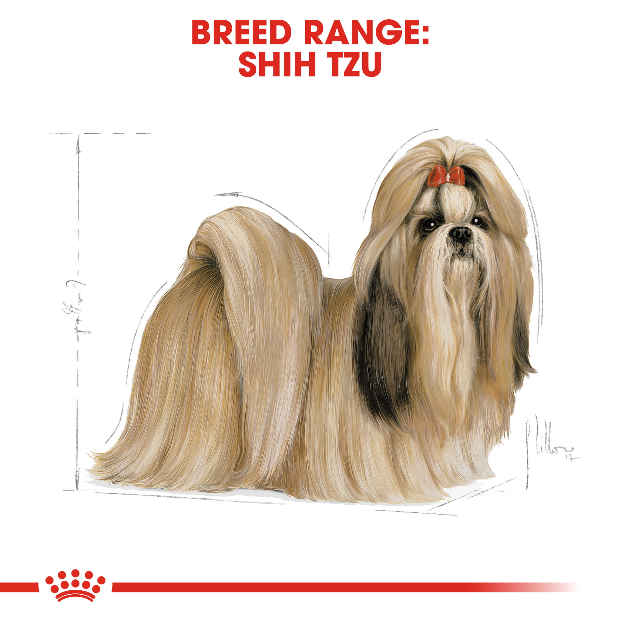 Royal Canin Shih Tzu Adult _1