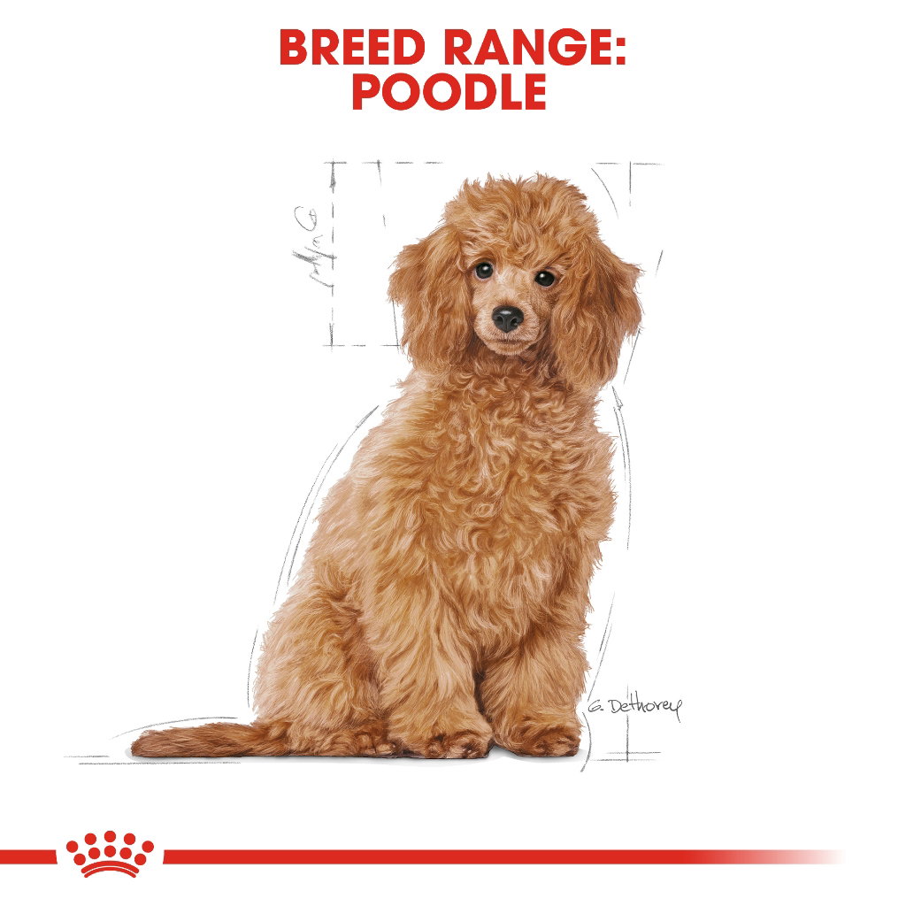 Royal Canin Poodle Puppy_1