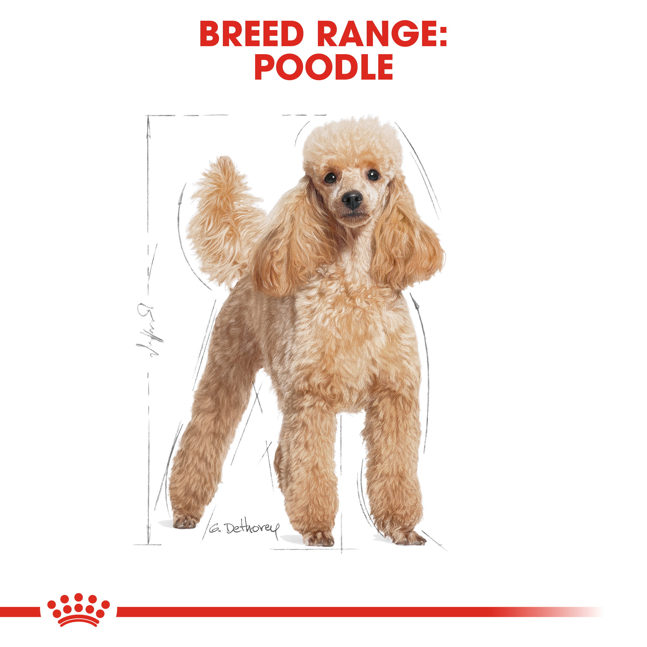 Royal Canin Poodle Adult_1