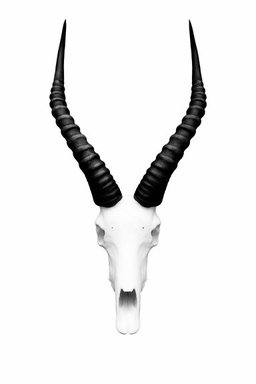 Animal Skulls Blesbok
