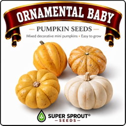 🎃ORNAMENTAL BABY PUMPKINS🎃 x 10 seeds 