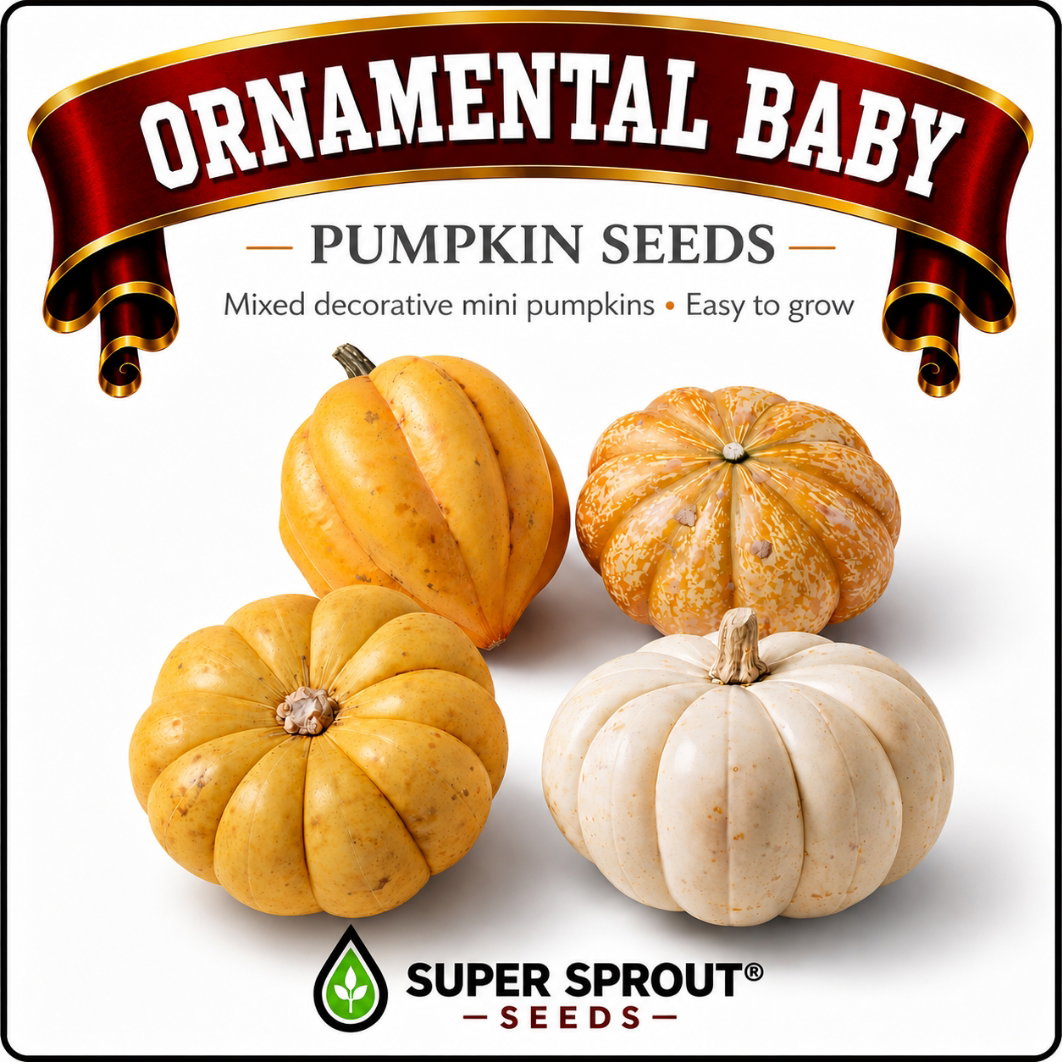 🎃ORNAMENTAL BABY PUMPKINS🎃 x 10 seeds