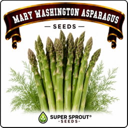 ASPARAGUS MARY WASHINGTON x 10 seeds 