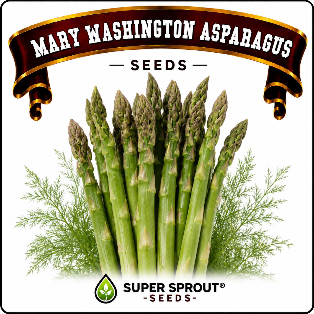 ASPARAGUS MARY WASHINGTON x 10 seeds