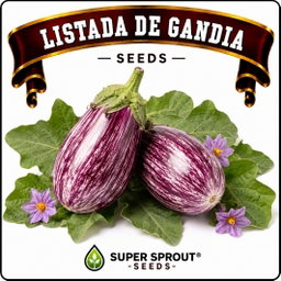 Listada de Gandia eggplant x 10 seeds