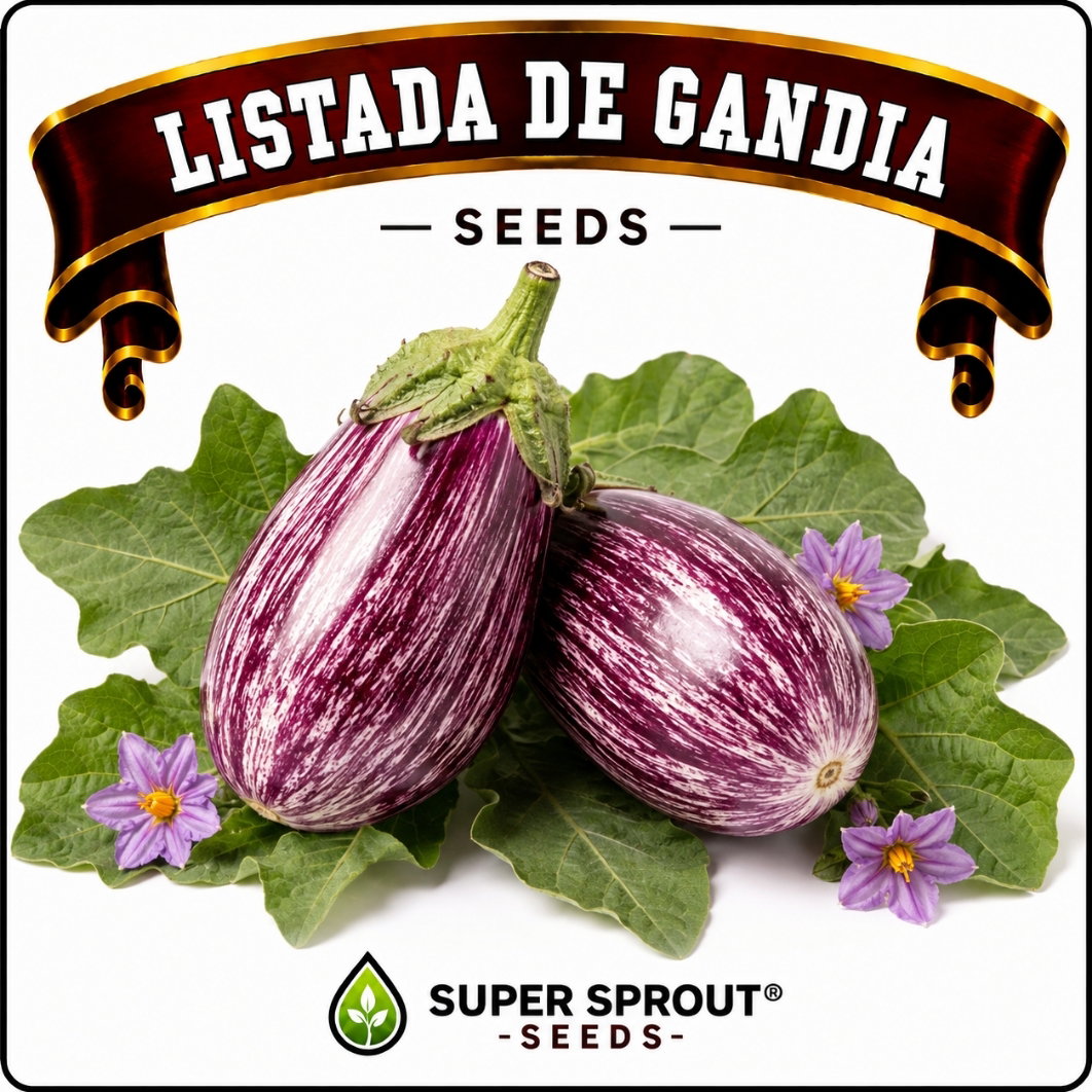 Listada de Gandia eggplant x 10 seeds