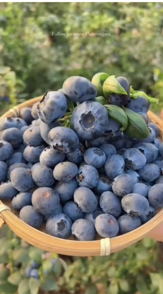 Bluberry_0