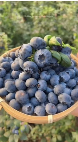 Bluberry