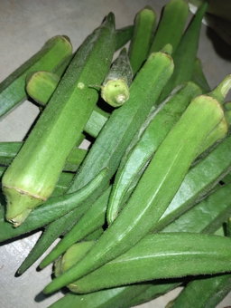 బెండకాయ