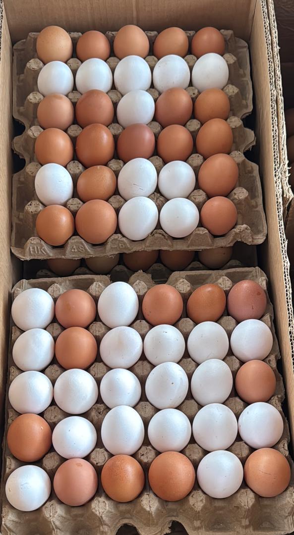Large Eggs_0