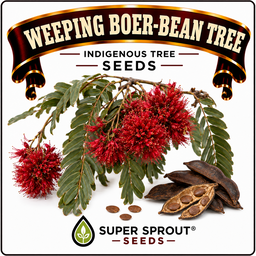 🌳WEEPING BOER-BEAN / HUILBOERBOON🌳 x 3 seeds