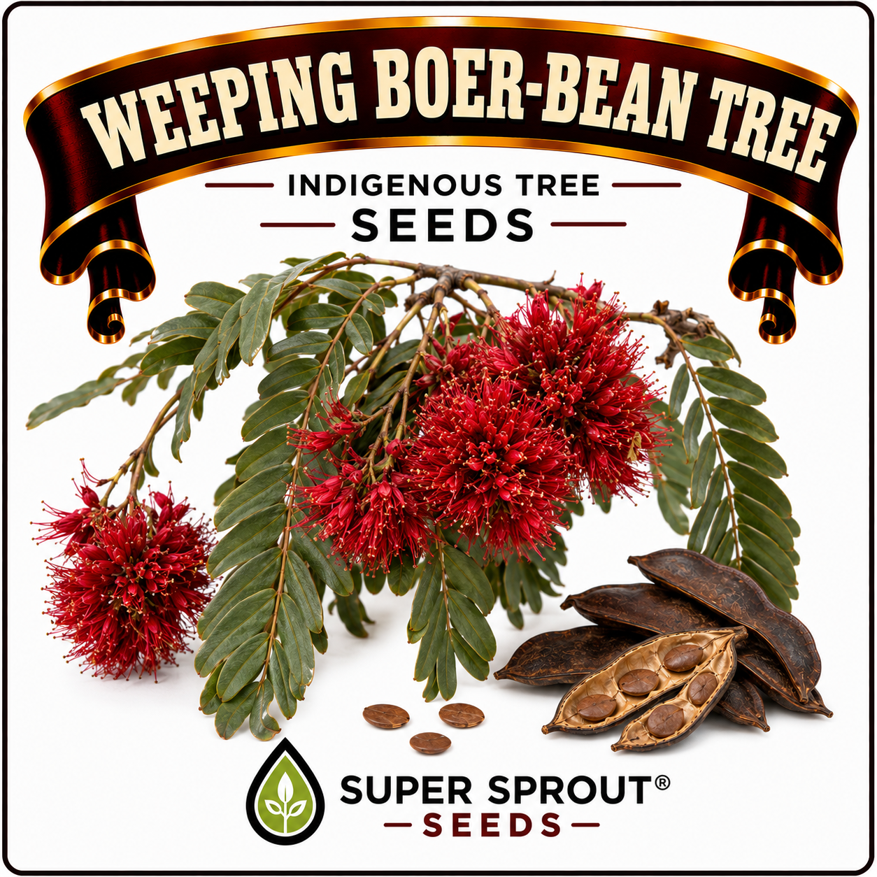 🌳WEEPING BOER-BEAN / HUILBOERBOON🌳 x 3 seeds