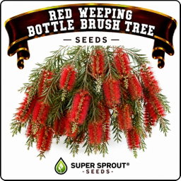 🌳RED WEEPING BOTTLE BRUSH🌳 x 50 seeds