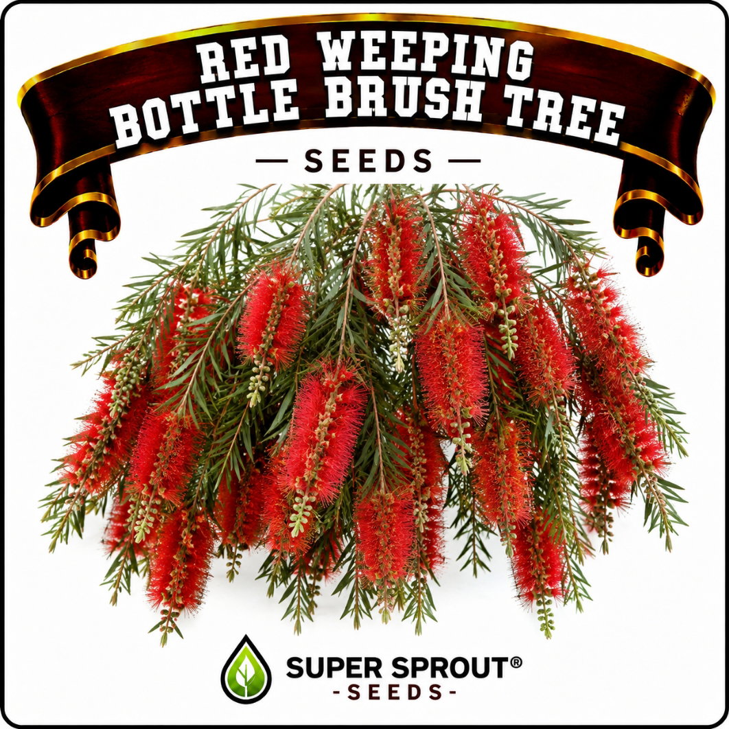 🌳RED WEEPING BOTTLE BRUSH🌳 x 50 seeds