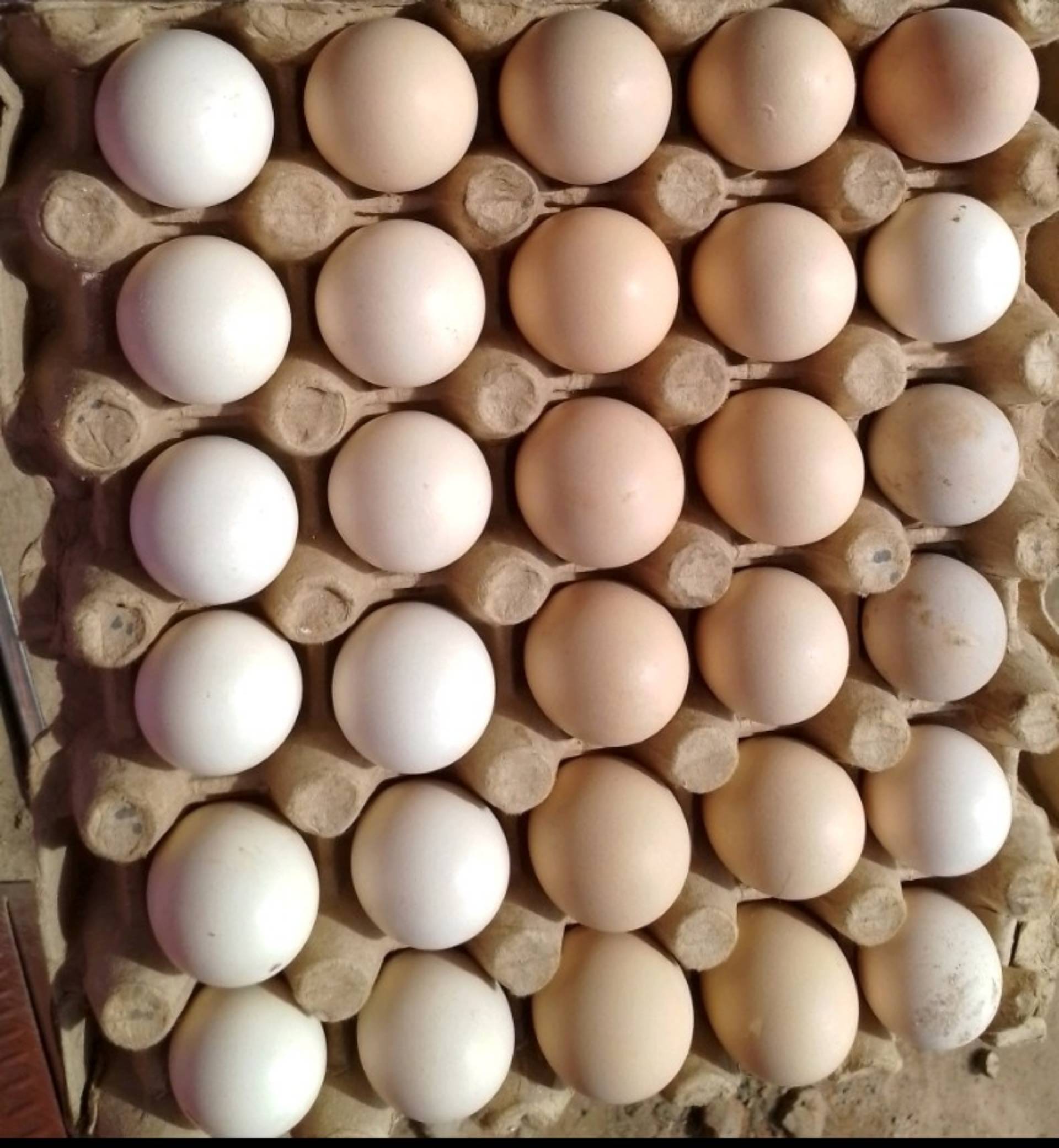 Organic eggs_0