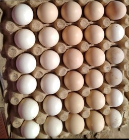 Organic eggs